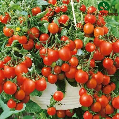 Tomato variety Balcony miracle is intended for growing at home