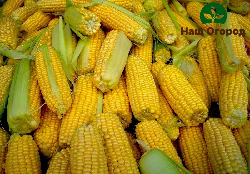 With the right care, you can achieve a rich harvest of healthy corn cobs.