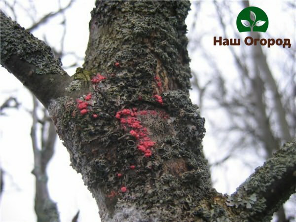 Infected fruit tree bark