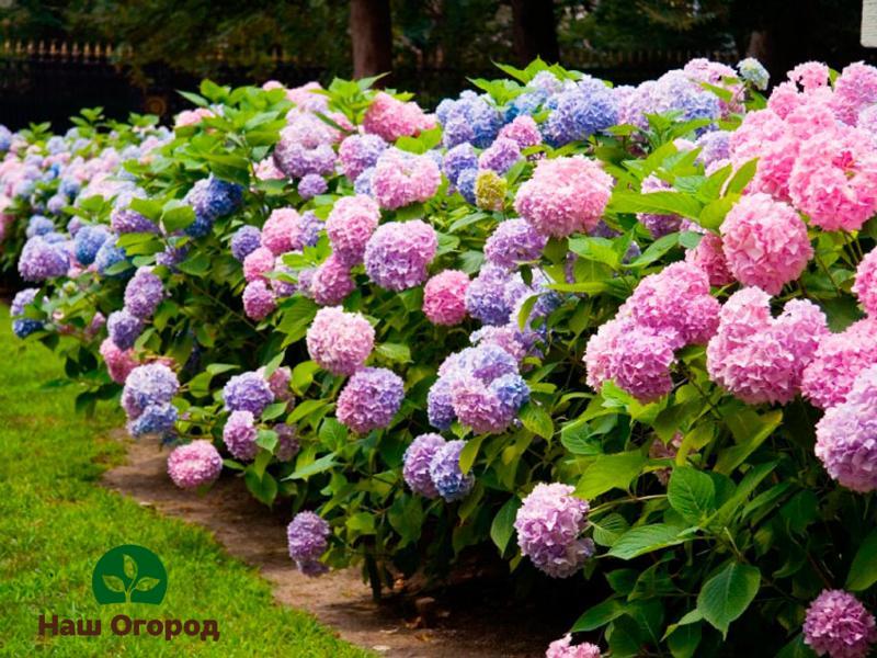 Undoubtedly, a beautiful shrub hydrangea contains poisonous juice in its leaves and stems
