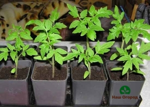 Young seedlings are the key to a successful harvest
