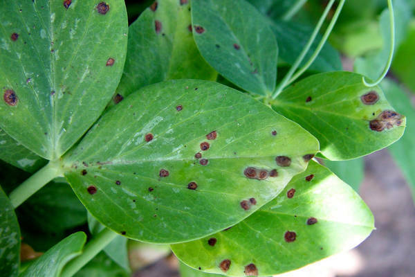 diseases + and pests of peas