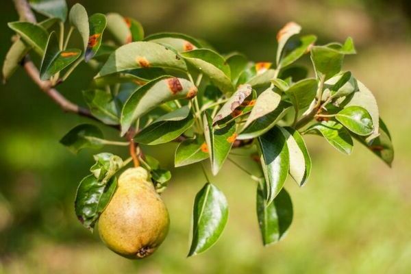 + how to process a pear + from pests