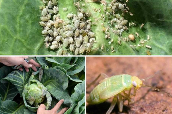 Cabbage pests photo