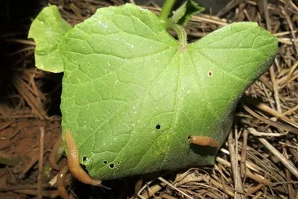 Cucumber Pests: How to Get Rid of the Wireworm