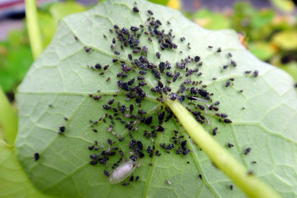 Pests of cucumbers photo: cucumber aphid