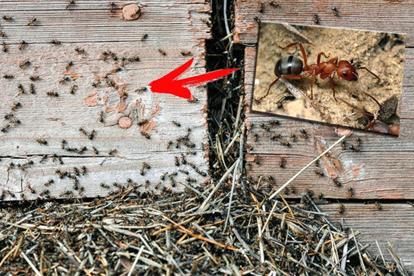 Štetnici na krastavcima: invazija mrava