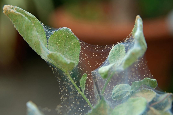Pests of cucumbers in the greenhouse: spider mites