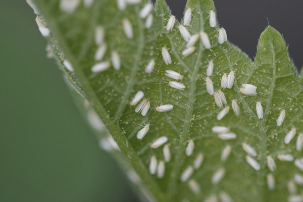 Whitefly. Pest control of cucumbers.