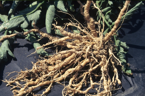 Gall nematode: pests of cucumbers in the open field and in the greenhouse