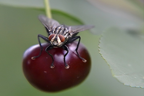 Cherry pests photo. Cherry fly