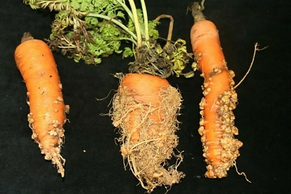 sâu bệnh hại cà rốt