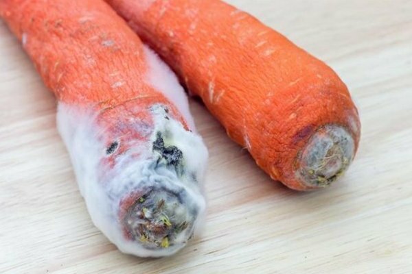 вредители и болести по морковите