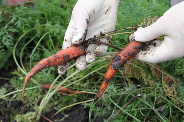 pests and diseases of carrots