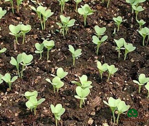 Outdoor cauliflower seedlings