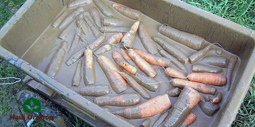 Processing carrots with clay
