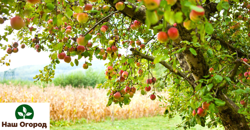 Many gardeners cannot imagine life without apple trees. kinds of apples