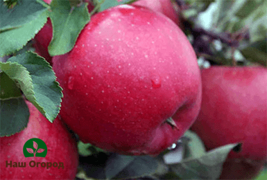 Apples of the Honey Crunch variety have a very attractive appearance.