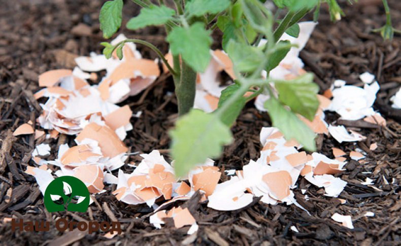 An extremely useful fertilizer for the soil with eggshells
