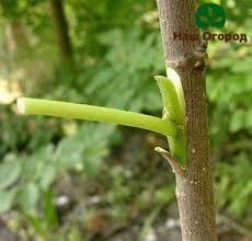 Empelt d’un tronc d’arbre jove