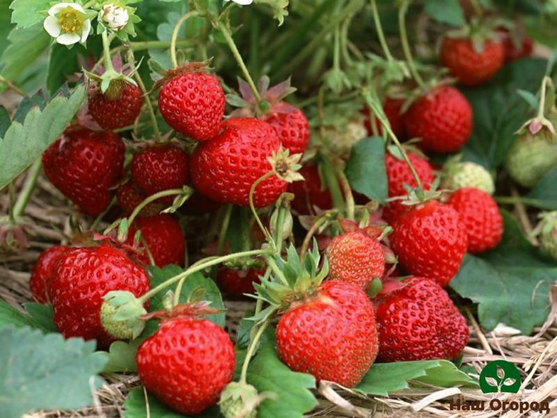 Planting strawberries too tightly will negatively affect their taste.