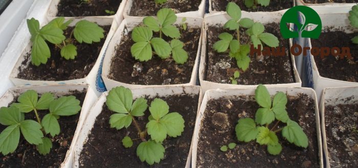 Las plántulas de fresa deben almacenarse en un lugar cálido.