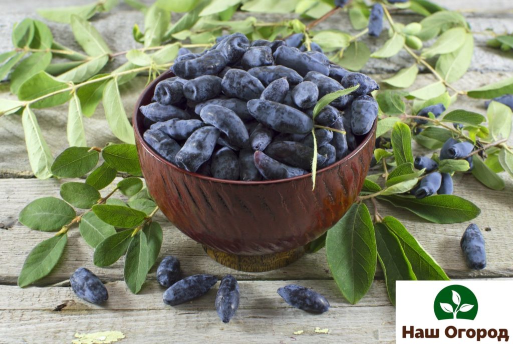 Honeysuckle berry er verdsatt for sitt høye innhold av mineraler og vitaminer som A, C, gruppe B.