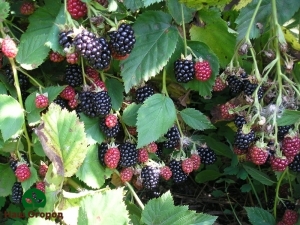 With proper care, blackberries will grow well with raspberries and produce delicious large berries.