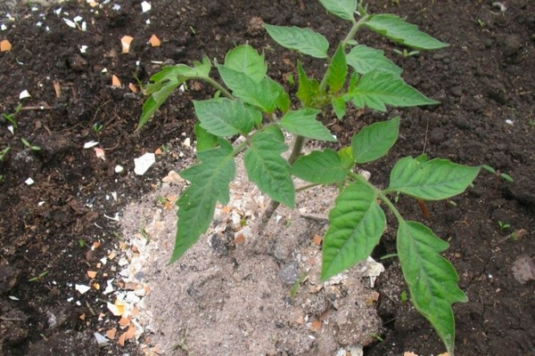 hoe tomaten te voeren na het planten?