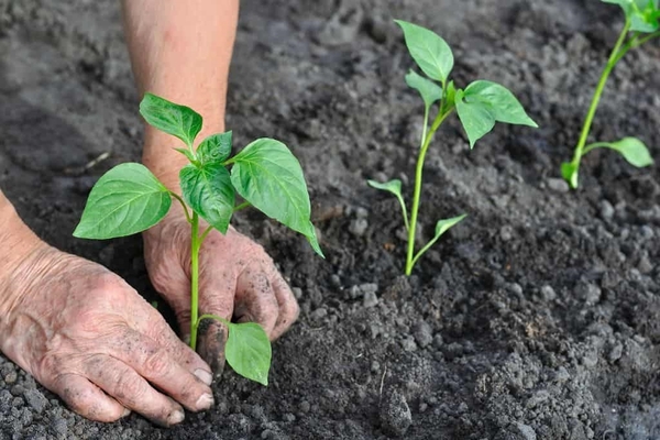 segunda alimentação de pimentas na estufa