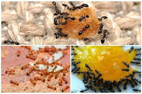 Jak se zbavit mravenců