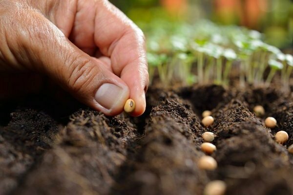 la croissance et l'entretien des semis