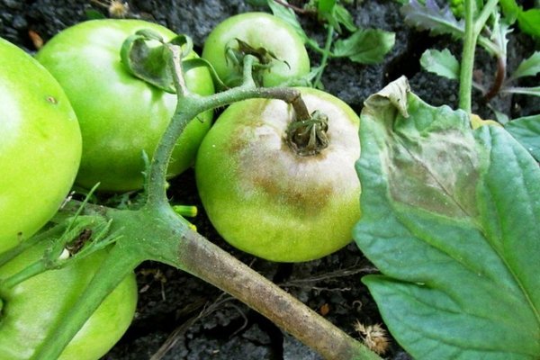 signs of late blight on tomatoes