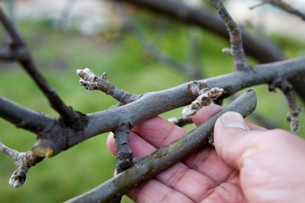 correct grafting of apple trees