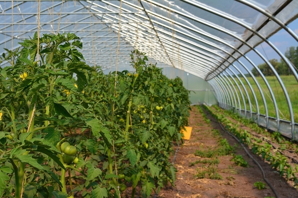  تغذية الطماطم في الدفيئة خلال فترة التزهير