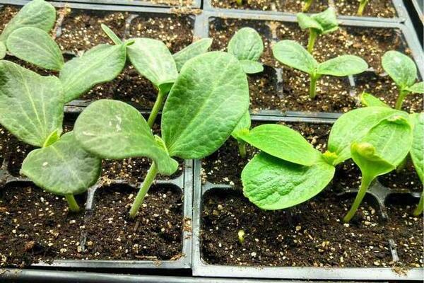 seedlings of zucchini at home