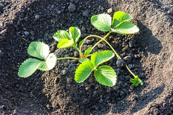 how to care for transplanted strawberries