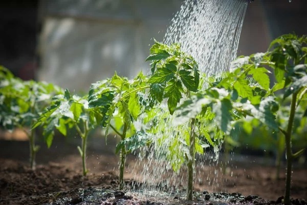 top dressing tomate