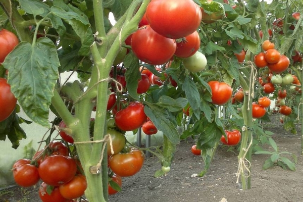 تغذية الطماطم أثناء الاثمار في الدفيئة