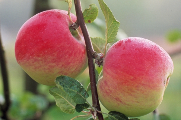 stablo jabuke melba