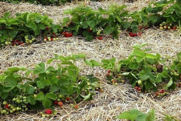 mulching strawberries with hay