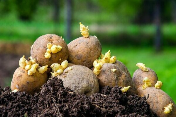 technologie de culture précoce de la pomme de terre