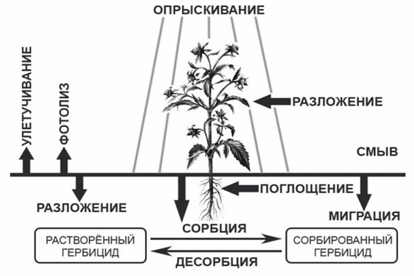 herbicide action