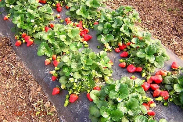 mulching strawberries