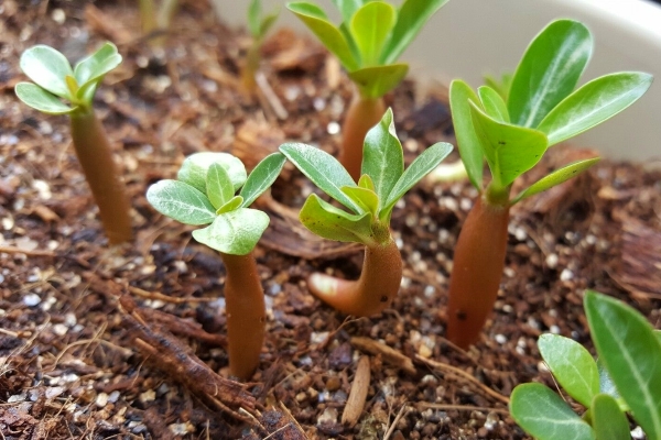 seed adenium cultivation