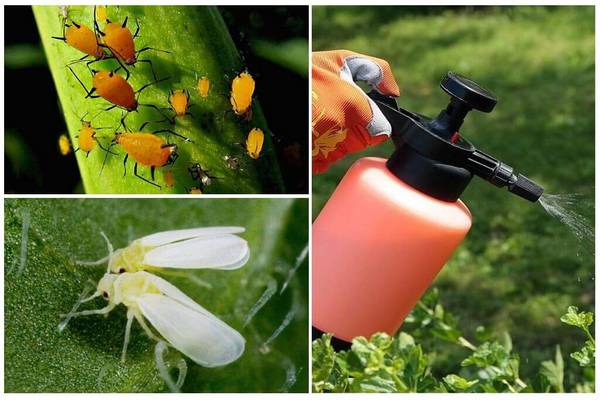 engio insecticide