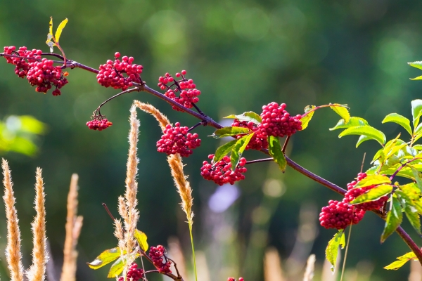  elderberry red medicinal properties