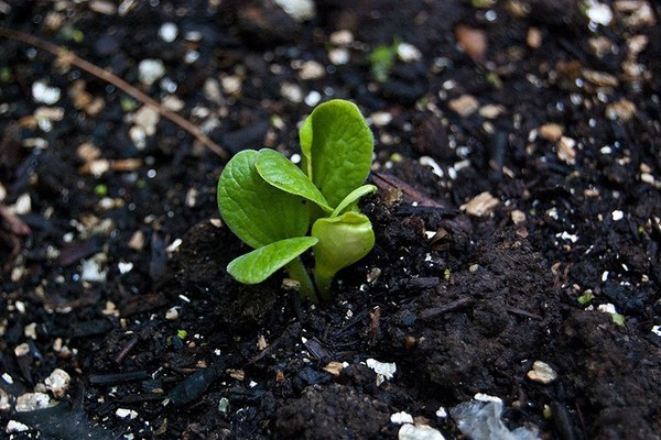 kaip auginti cukinijos sodinukus