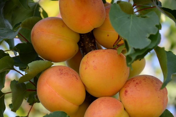 aprikos vannmann variasjon beskrivelse