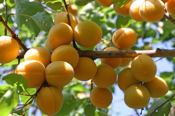 description du verseau abricot